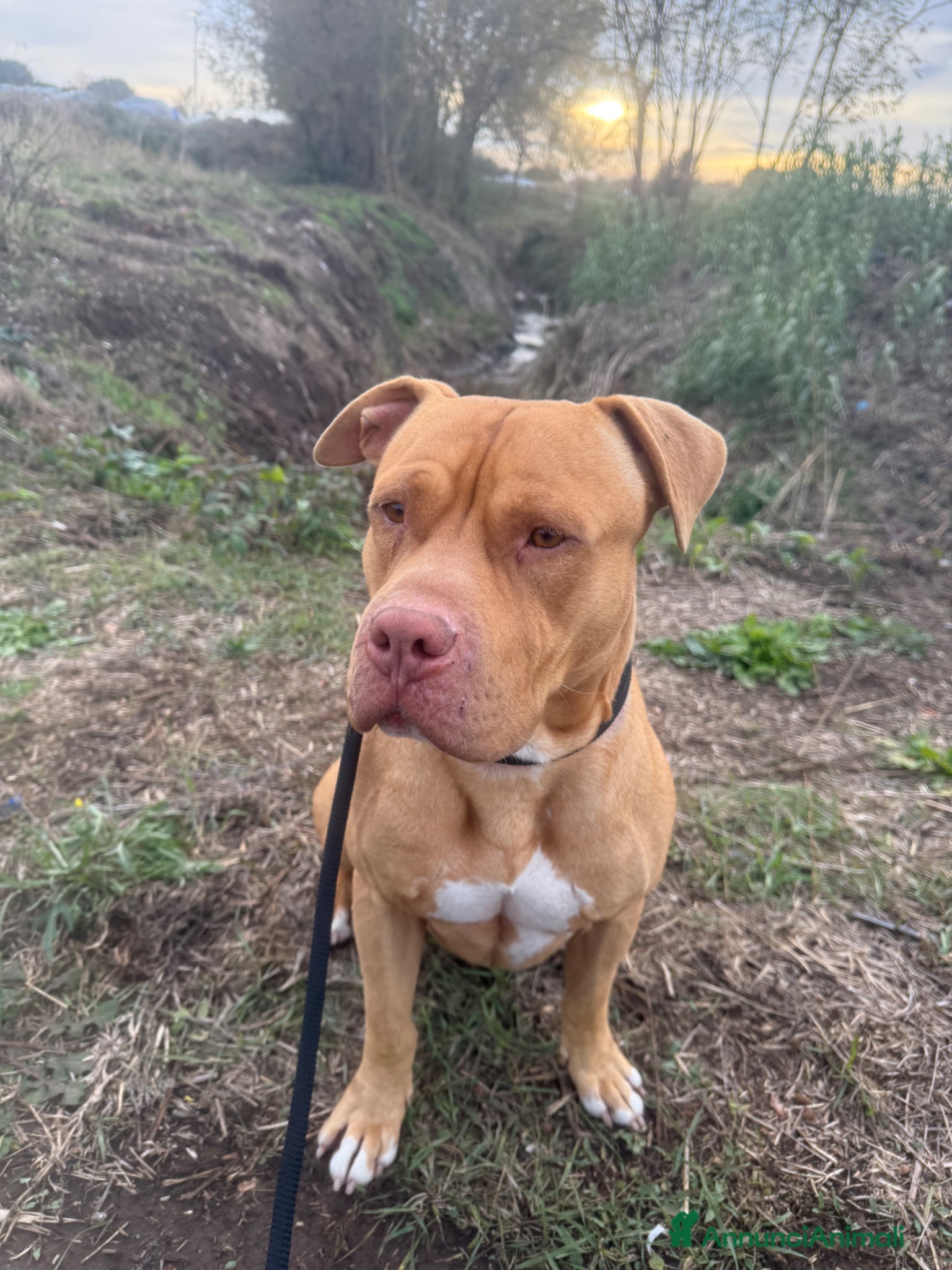 Pitbull cani Pitbull red nose  - Annuncio 22