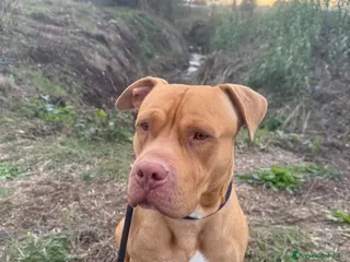 Pitbull cani Pitbull red nose - Annuncio 22