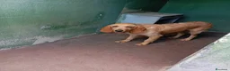 Meticcio cani in regalo: Flora, simil segugio!  - Annuncio 4