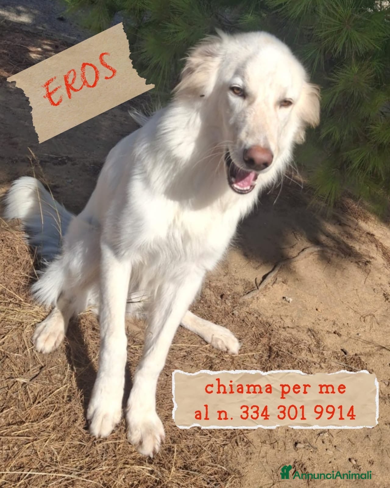 Meticcio cani EROS 💙 UNA NUVOLA BIANCA CERCA CASA - Annuncio 11