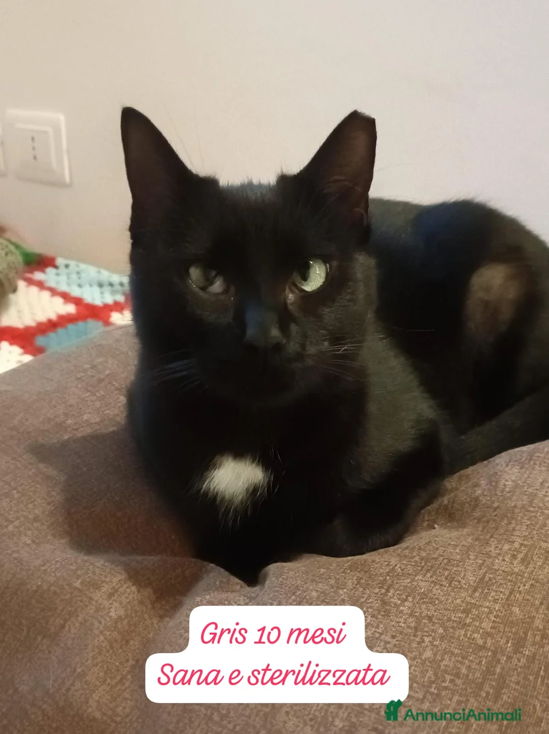 Europeo gatti in regalo: S.o.s. gattini da adottare  - Annuncio 7