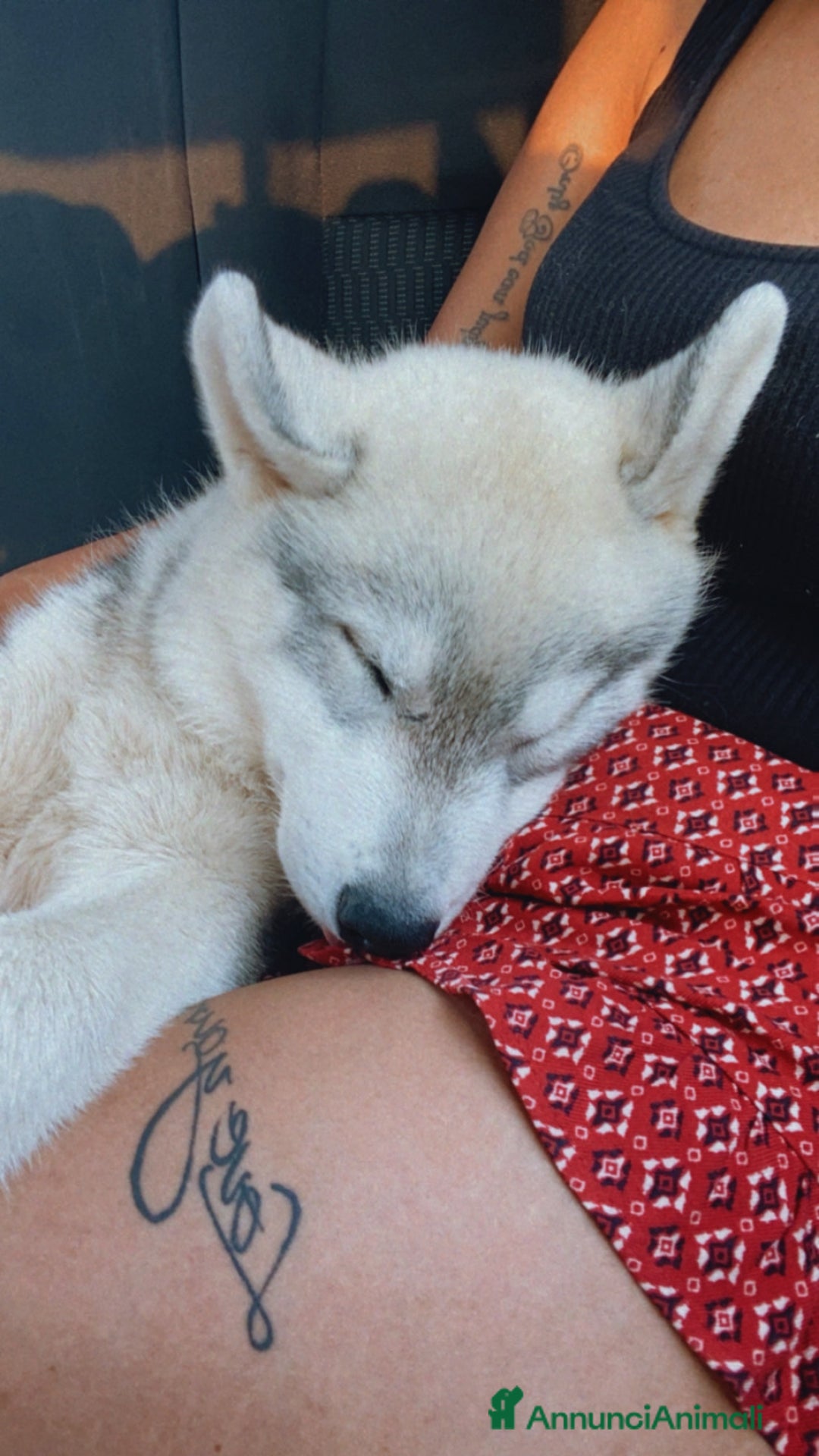 Husky cani per accoppiamento: Husky Siberiano con pedigree cerca fidanzata - Annuncio 8