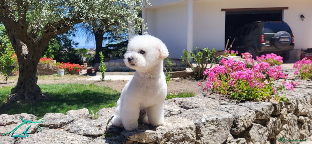 Bichon cani in vendita: cuccioli di bichon frise- prenotazioni in corso - Annuncio 3