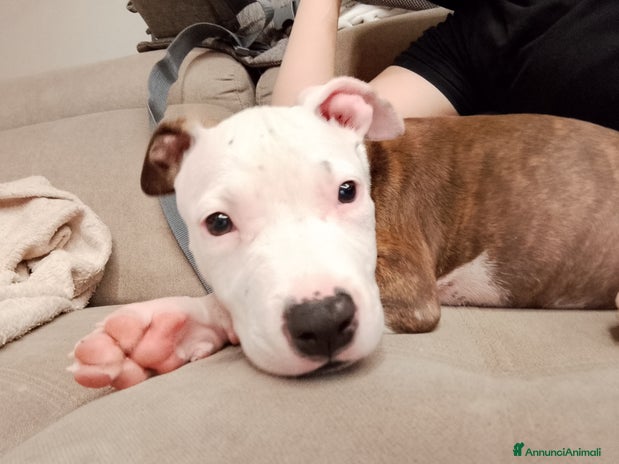 Pitbull cani - Annuncio 4