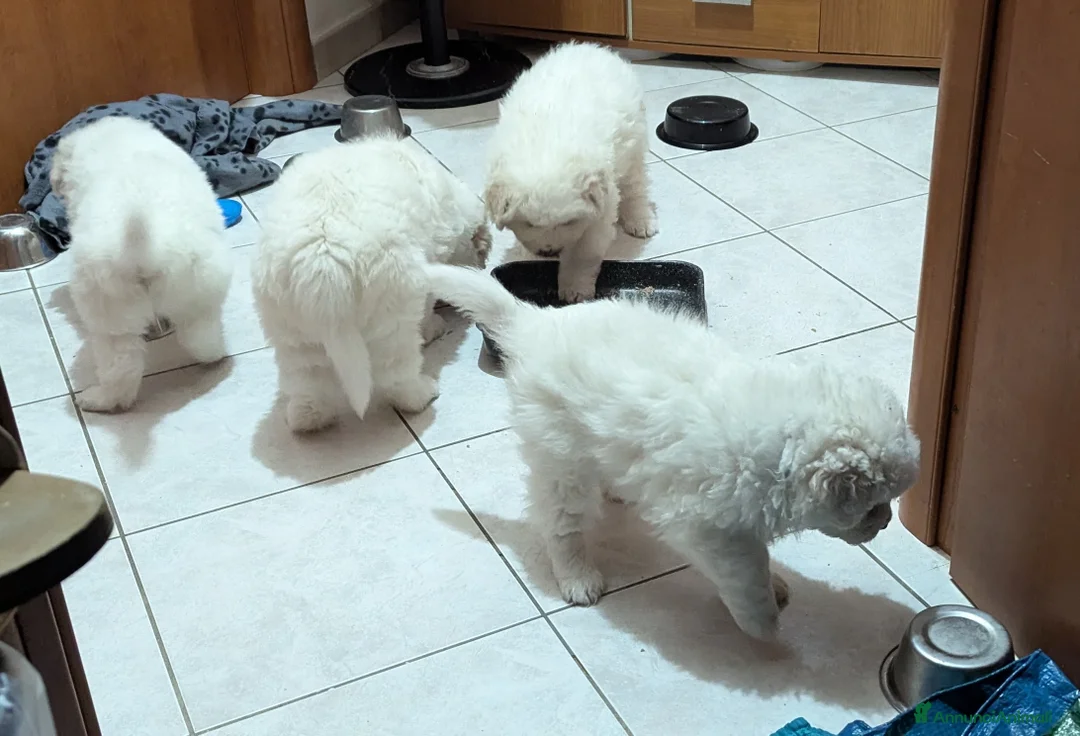 Pastore Maremmano cani in regalo: Cuccioli maremmani - Annuncio 2