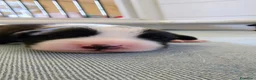 Border Collie cani in vendita: Border Collie cuccioli  - Annuncio 5
