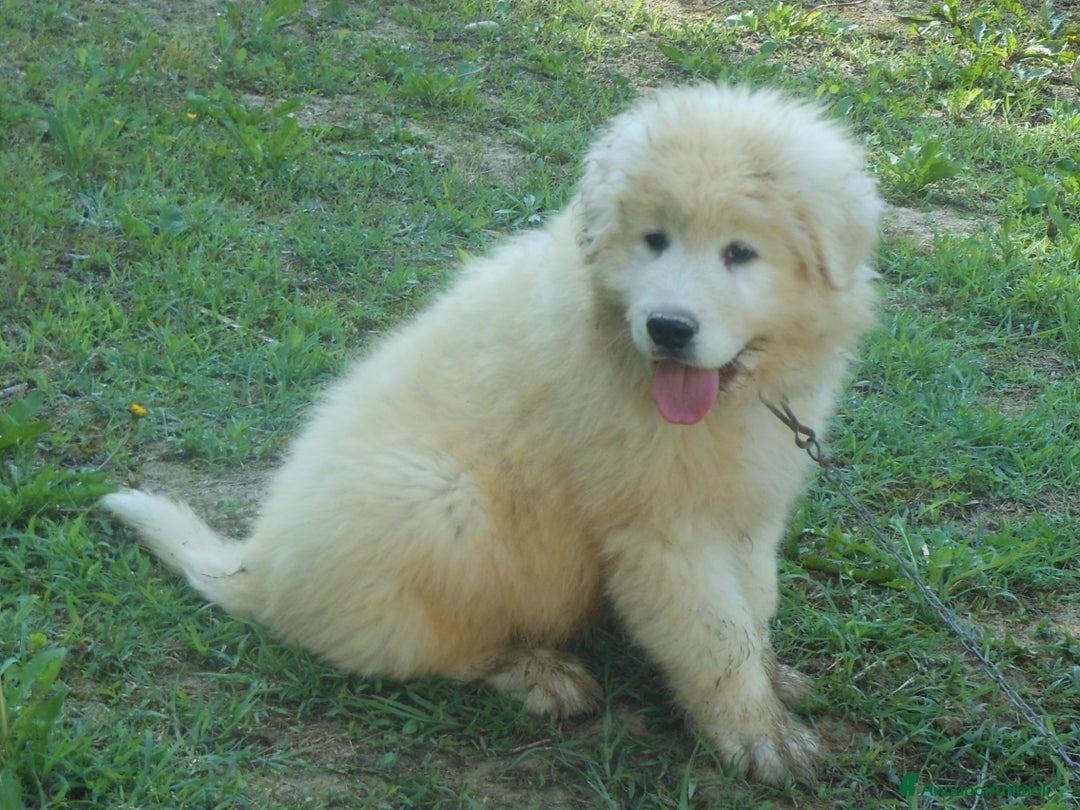 Pastore Maremmano cani in vendita: cuccioli di pastore Abruzzese  - Annuncio 8