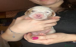Setter Inglese cani in vendita: CUCCIOLI DI SETTER INGLESE a Provincia di Arezzo - Immagine 10