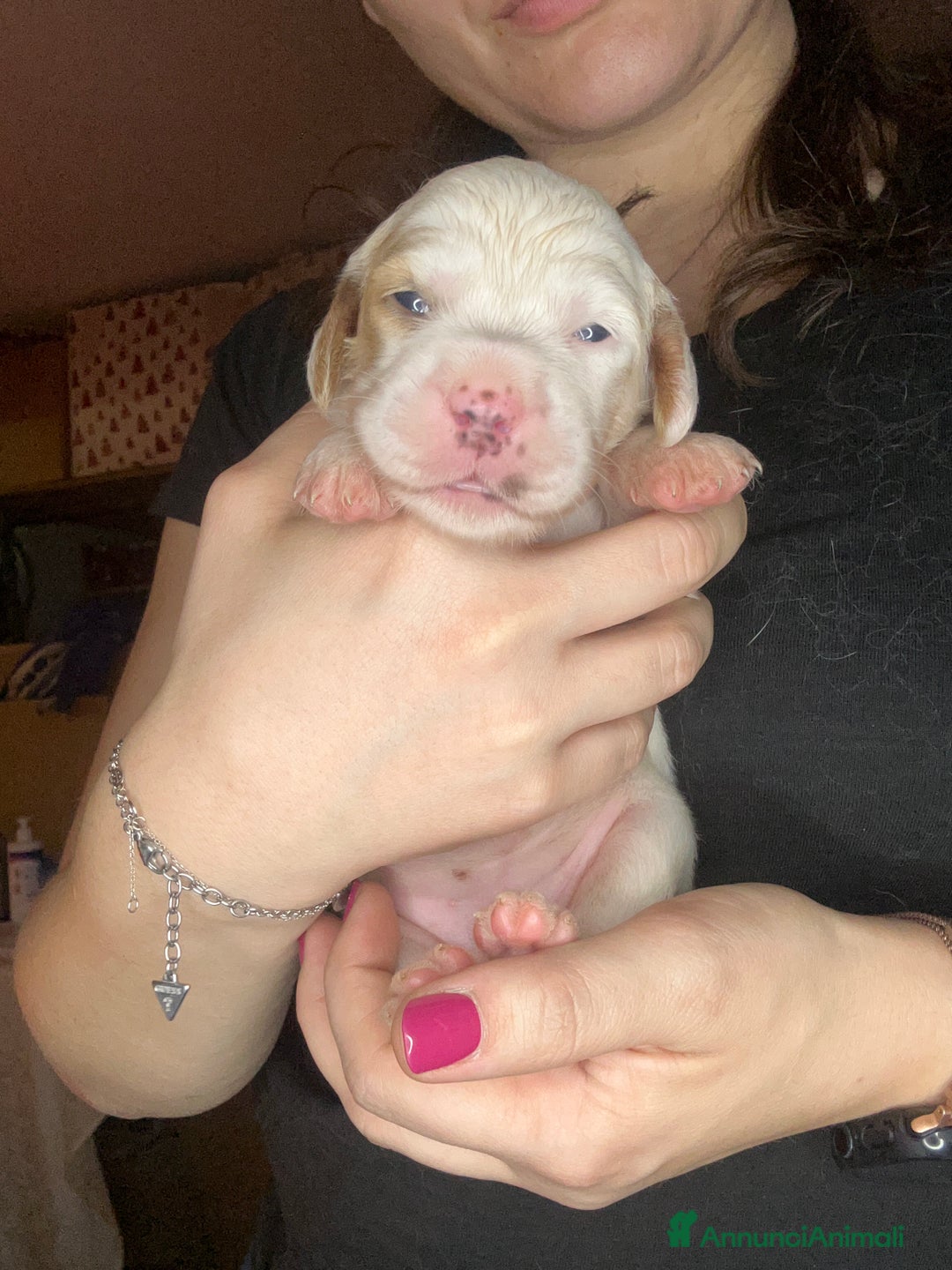 Setter Inglese cani in vendita: CUCCIOLI DI SETTER INGLESE a Provincia di Arezzo - Immagine 10