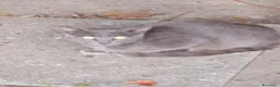 Meticcio gatti in regalo: Regalo gattini abbandonati  a Provincia di Vicenza - Annuncio 2
