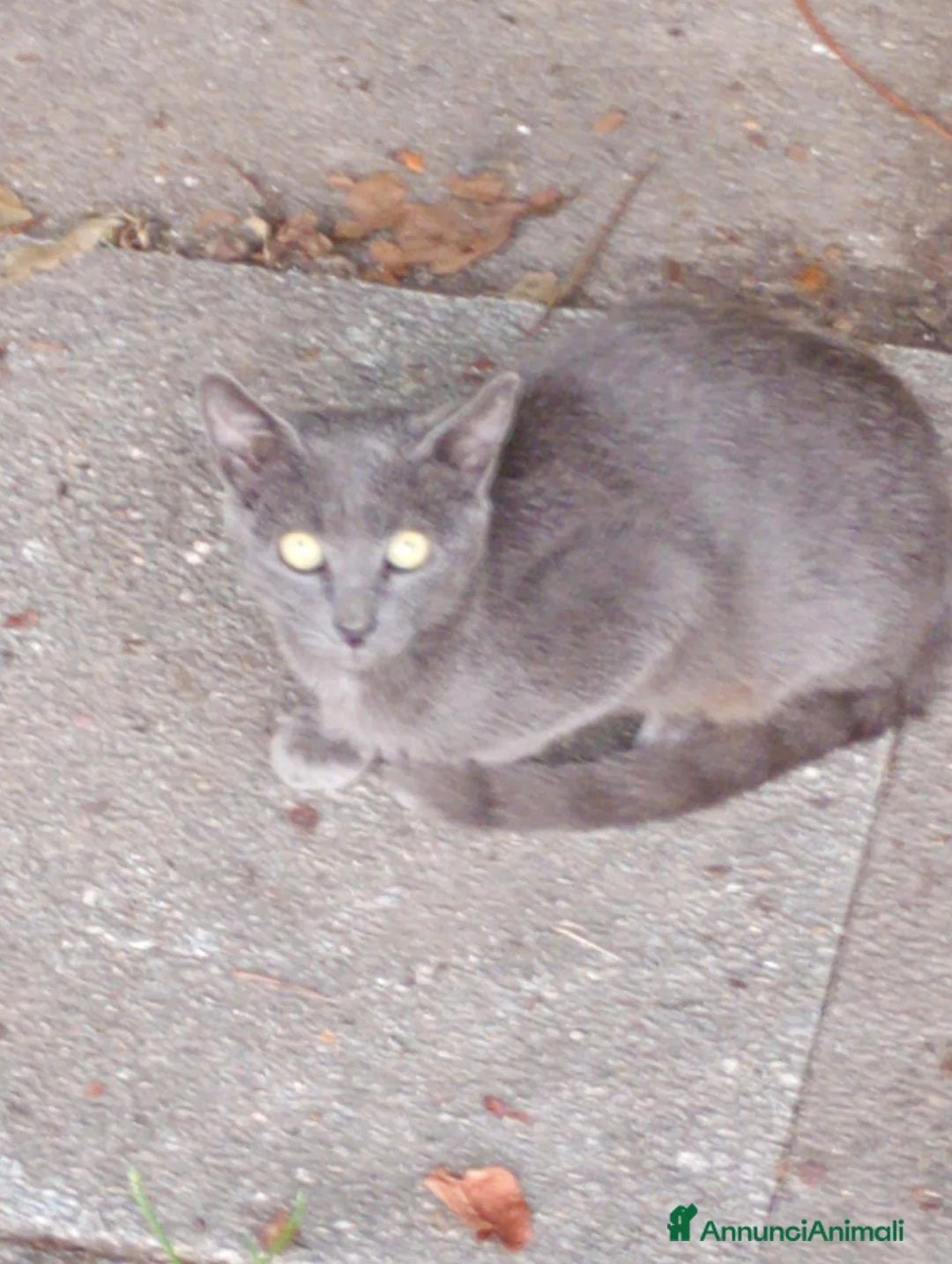 Meticcio gatti in regalo: Regalo gattini abbandonati  a Provincia di Vicenza - Annuncio 2