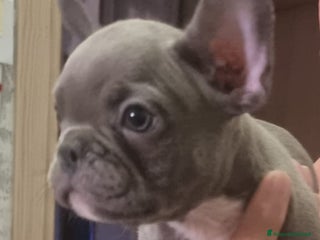 Bulldog Francese cani - Annuncio 11