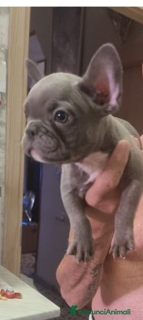 Bulldog Francese cani - Annuncio 15