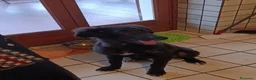 Meticcio cani in regalo: Ifrit cerca urgentemente casa - Annuncio 4