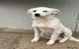 Meticcio cani in regalo: SOS PICCOLA CROSTATINA a Città metropolitana di Milano - Immagine 6