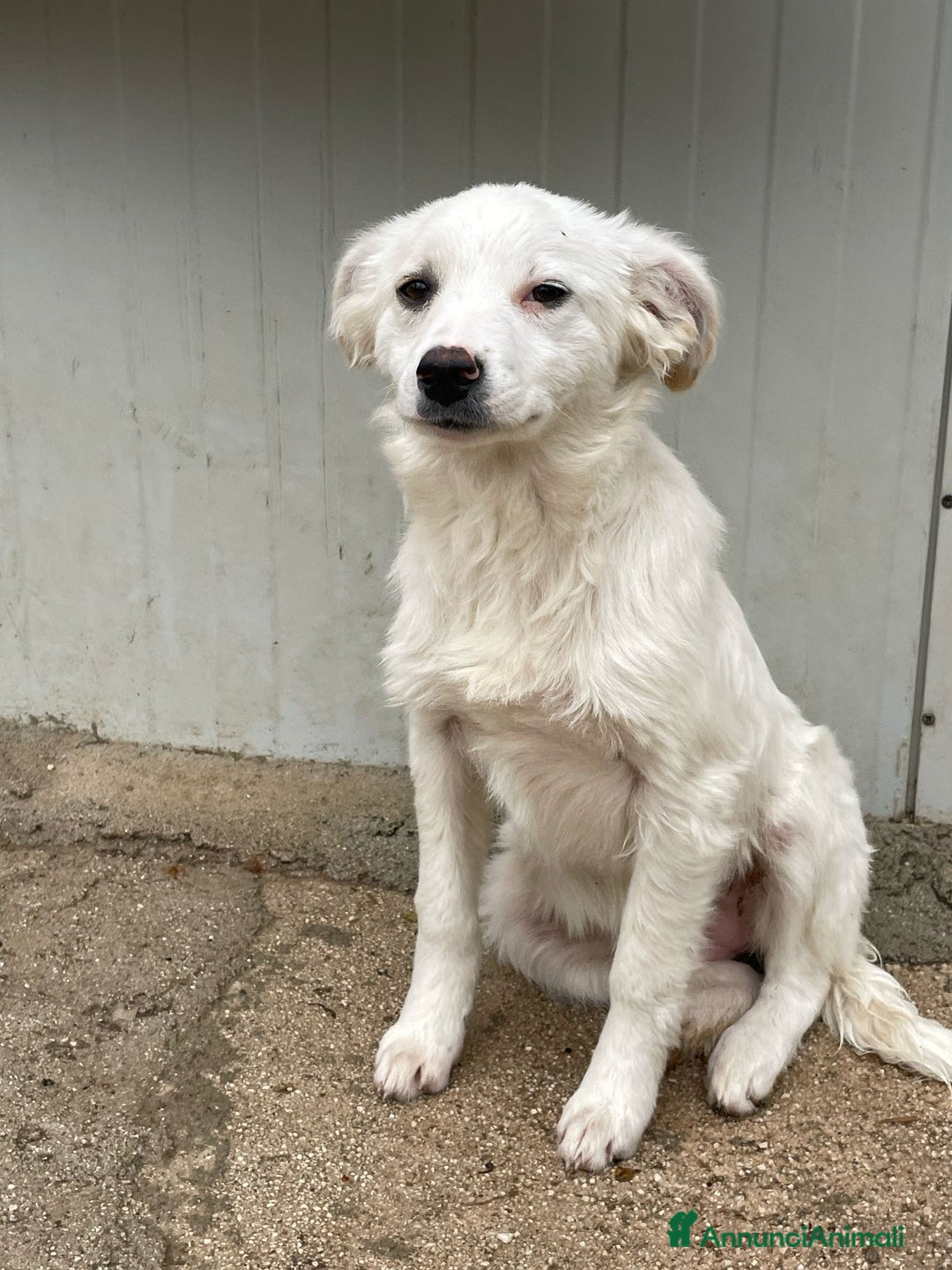 Meticcio cani in regalo: SOS PICCOLA CROSTATINA a Città metropolitana di Milano - Immagine 6