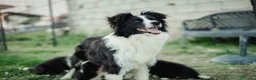 Border Collie cani in vendita: Border collie - Annuncio 5