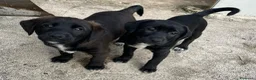 Labrador cani in regalo: ADOTTA QUESTI SPLENDIDI CUCCIOLOTTI - Annuncio 6