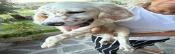 Setter Inglese cani in vendita: Vendesi Setter Inglese  a Provincia di Ancona - Annuncio 5
