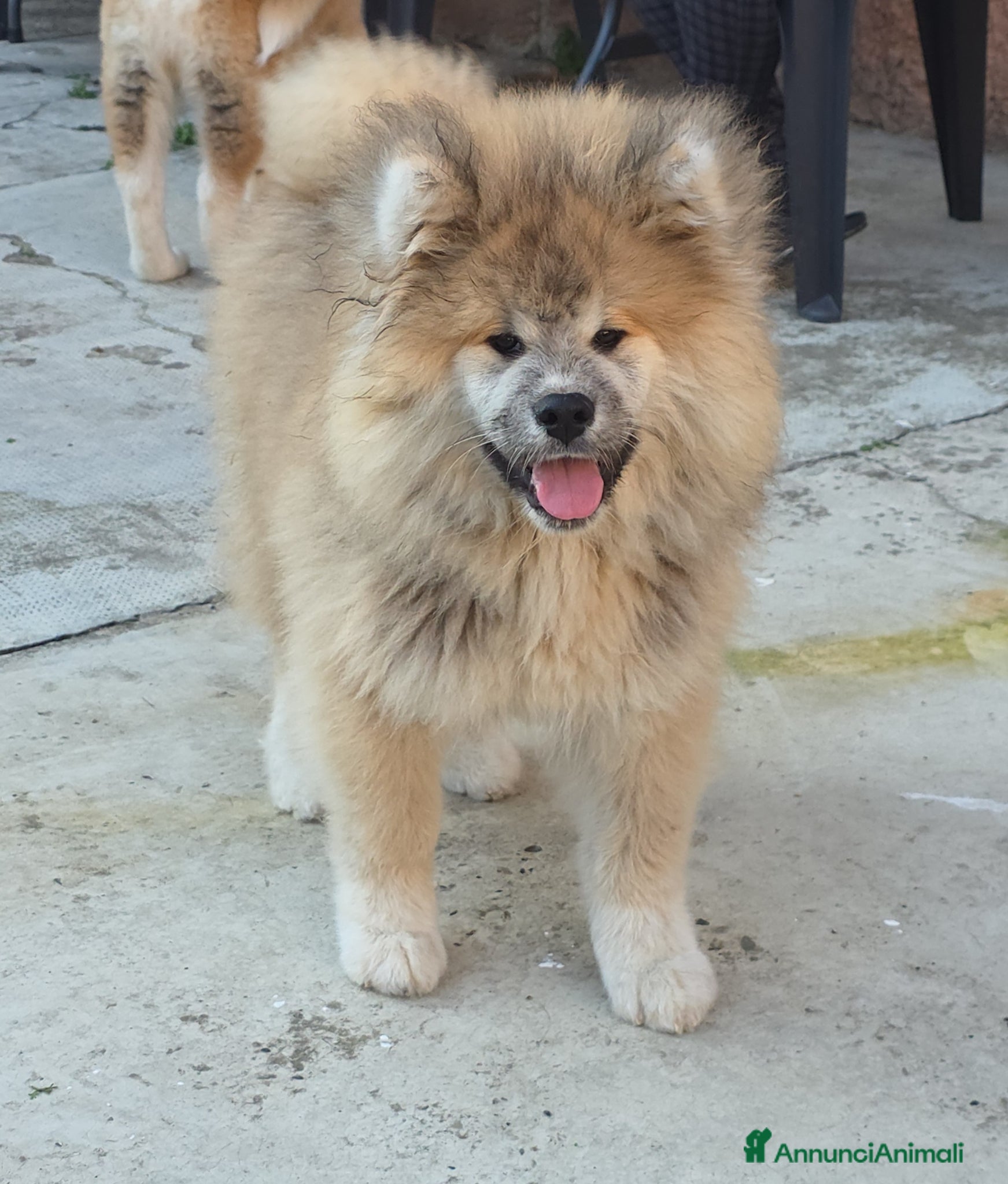 Akita Inu cani Cucciolo Akita Inu pelo lungo  - Annuncio 19