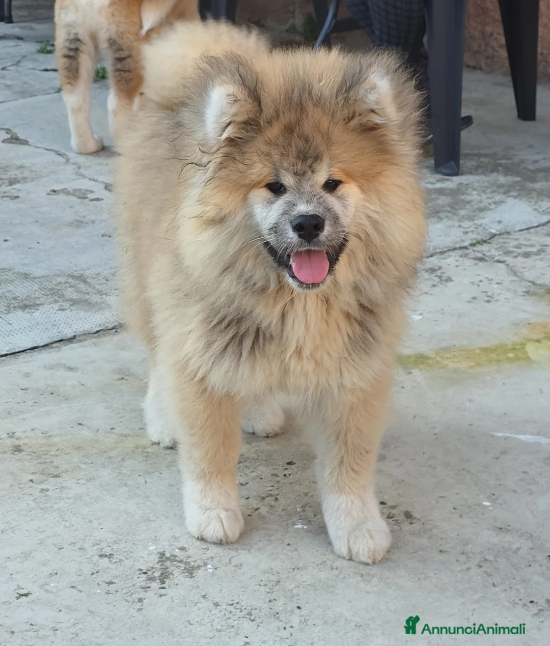 Akita Inu cani in vendita: Cucciolo Akita Inu pelo lungo  - Annuncio 1