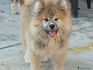 Akita Inu cani Cucciolo Akita Inu pelo lungo - Annuncio 19