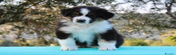 Australian Shepherd cani in vendita: Cucciolo Australian Shepherd con pedigree - Annuncio 2