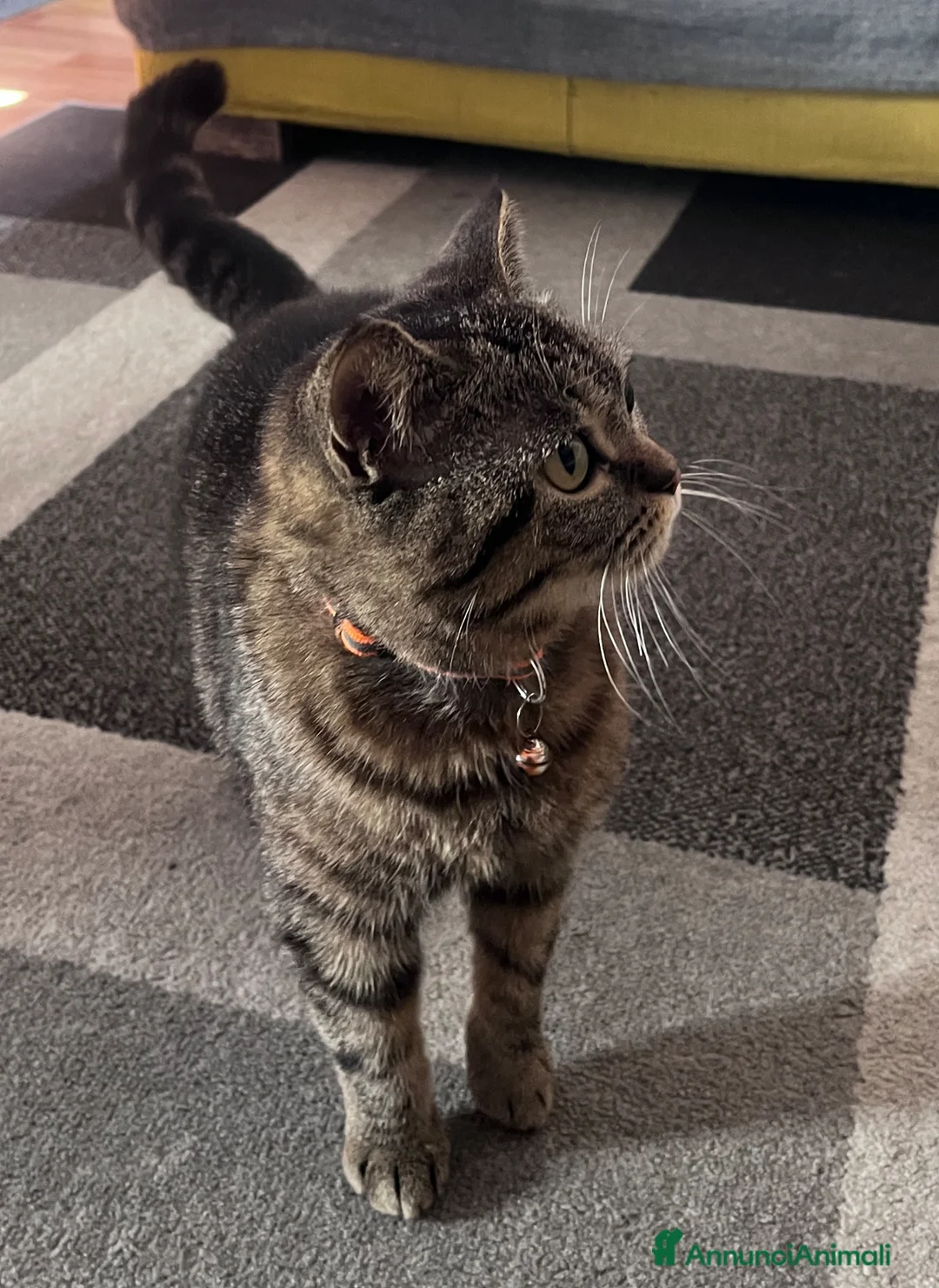 British gatti in vendita: British Shorthair BlackTabby–16 mesi a Ente di decentramento regionale di Udine - Annuncio 2