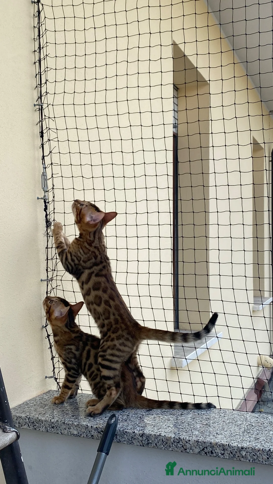 Bengala gatti in vendita: Cuccioli Bengala Con Pedigree  - Annuncio 2