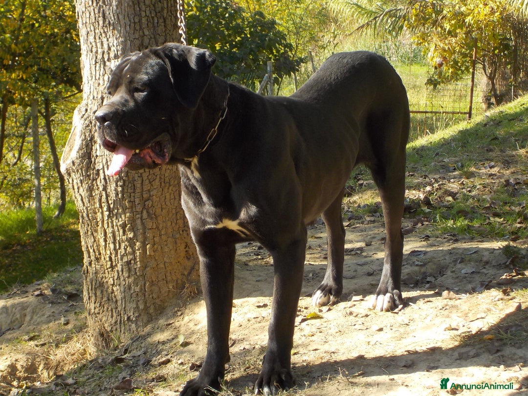 Cane Corso cani in vendita: cuccioli e cuccioloni  di cane corso  a Provincia di Cuneo - Immagine 8