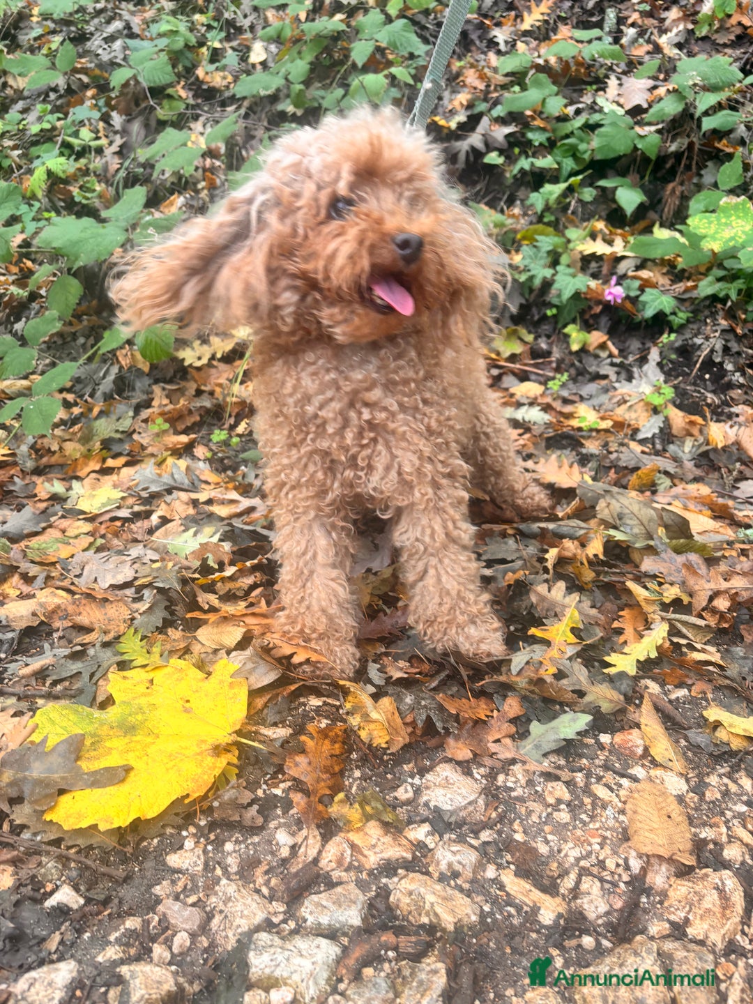 Barboncino Toy cani in vendita: Barboncino Toy  - Annuncio 1