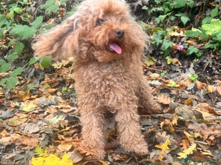 Barboncino Toy cani Barboncino Toy - Annuncio 1