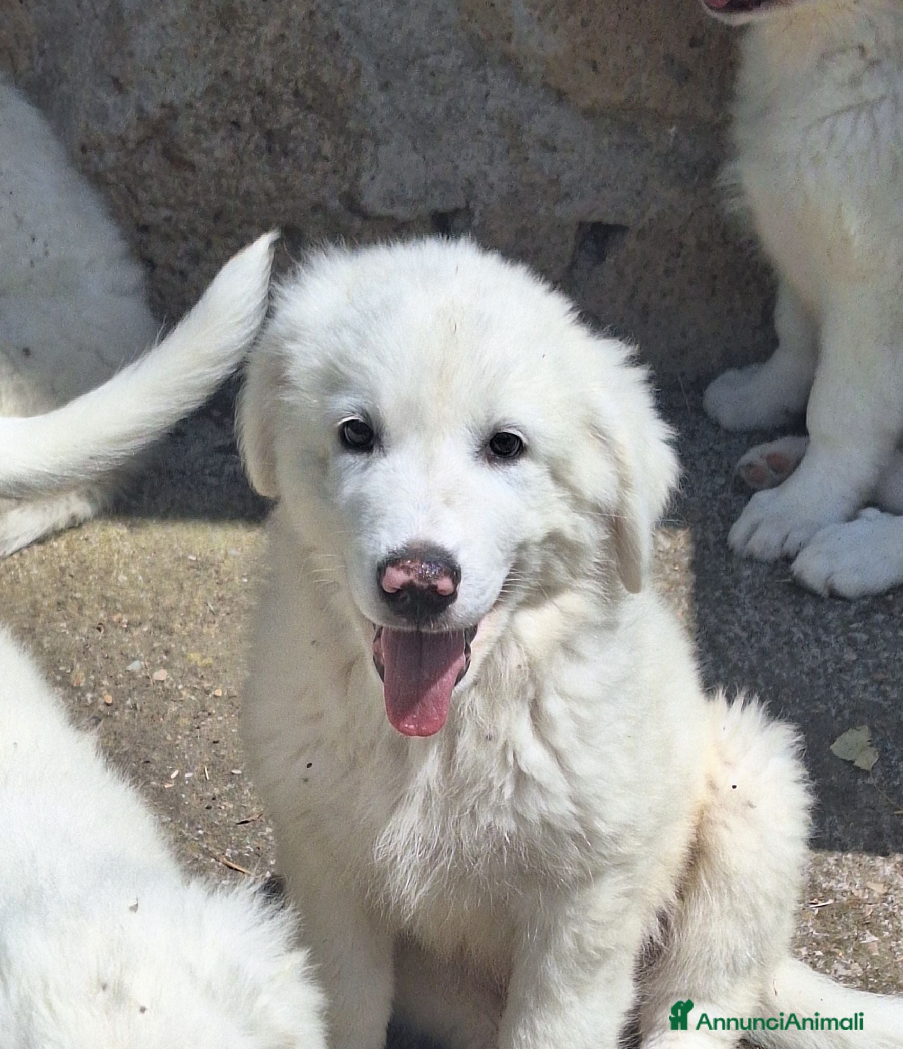 Pastore Abbruzzese Maremmano cani 🐶 Cucciolo maschio bianco | Tenero nasino rosa - Annuncio 1