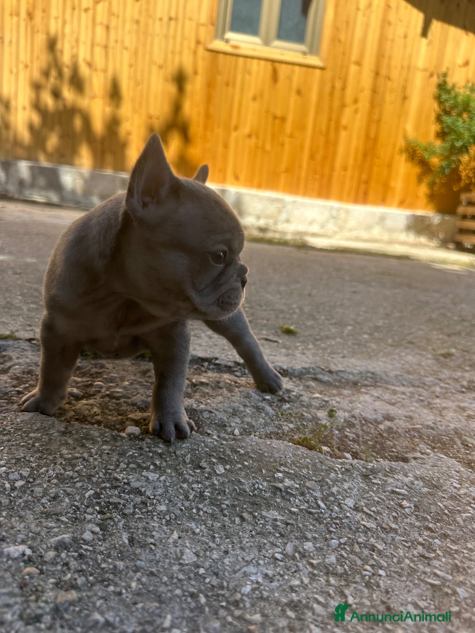 Bulldog Francese cani bulldog francese blue merlè e 2 nere tigrate - Annuncio 1