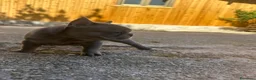 Bulldog Francese cani in vendita: bulldog francese blue merlè e 2 nere tigrate - Annuncio 1