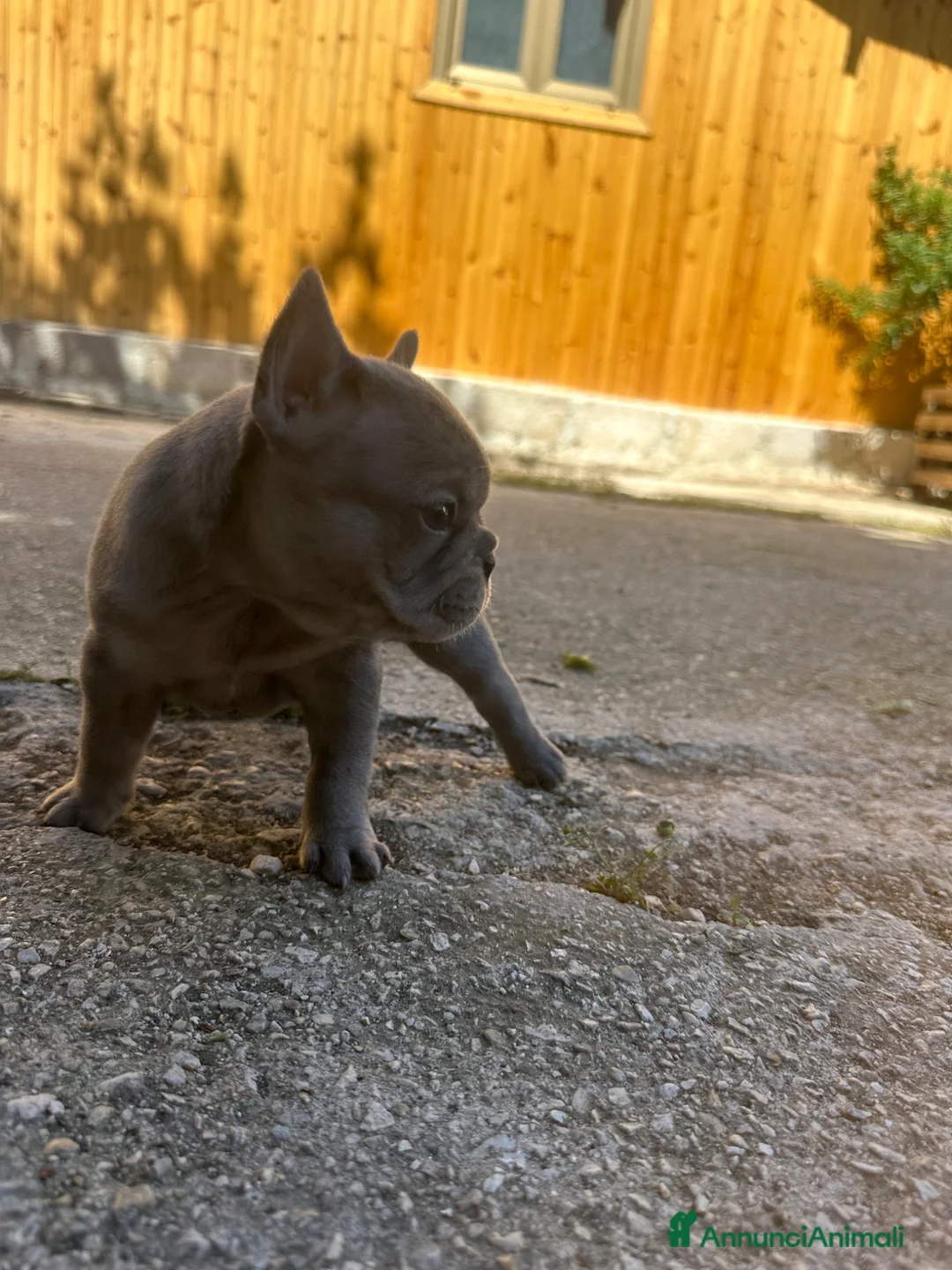 Bulldog Francese cani in vendita: bulldog francese blue merlè e 2 nere tigrate - Annuncio 1