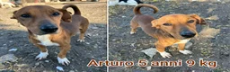 Meticcio cani in regalo: CANI TAGLIA PICCOLA E MEDIOPICCOLA  a Provincia di Pistoia - Annuncio 5