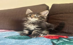 Maine Coon gatti in vendita: Maine Coon pedigree Anfi a Provincia di Modena - Immagine 5
