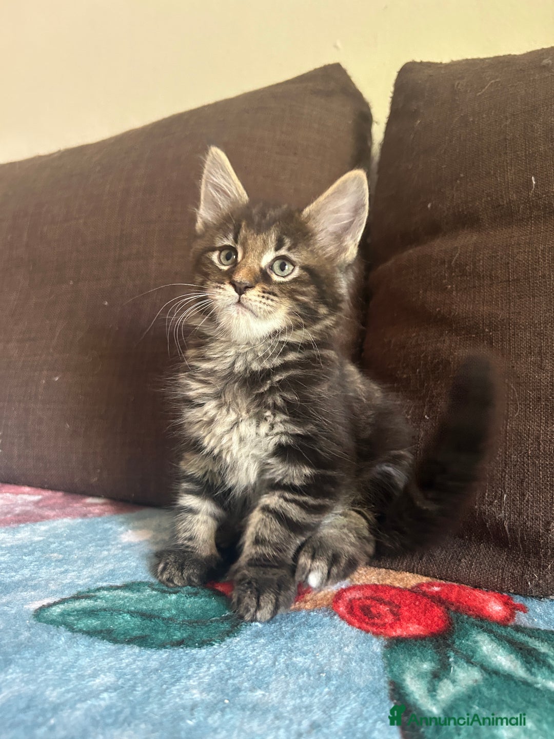Maine Coon gatti in vendita: Maine Coon pedigree Anfi a Provincia di Modena - Immagine 5