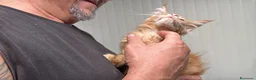 Maine Coon gatti in vendita: Maschietto rosso di maine coon - Annuncio 16