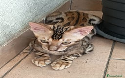 Bengala gatti in vendita: Brown Spotted  a Città metropolitana di Milano - Immagine 7