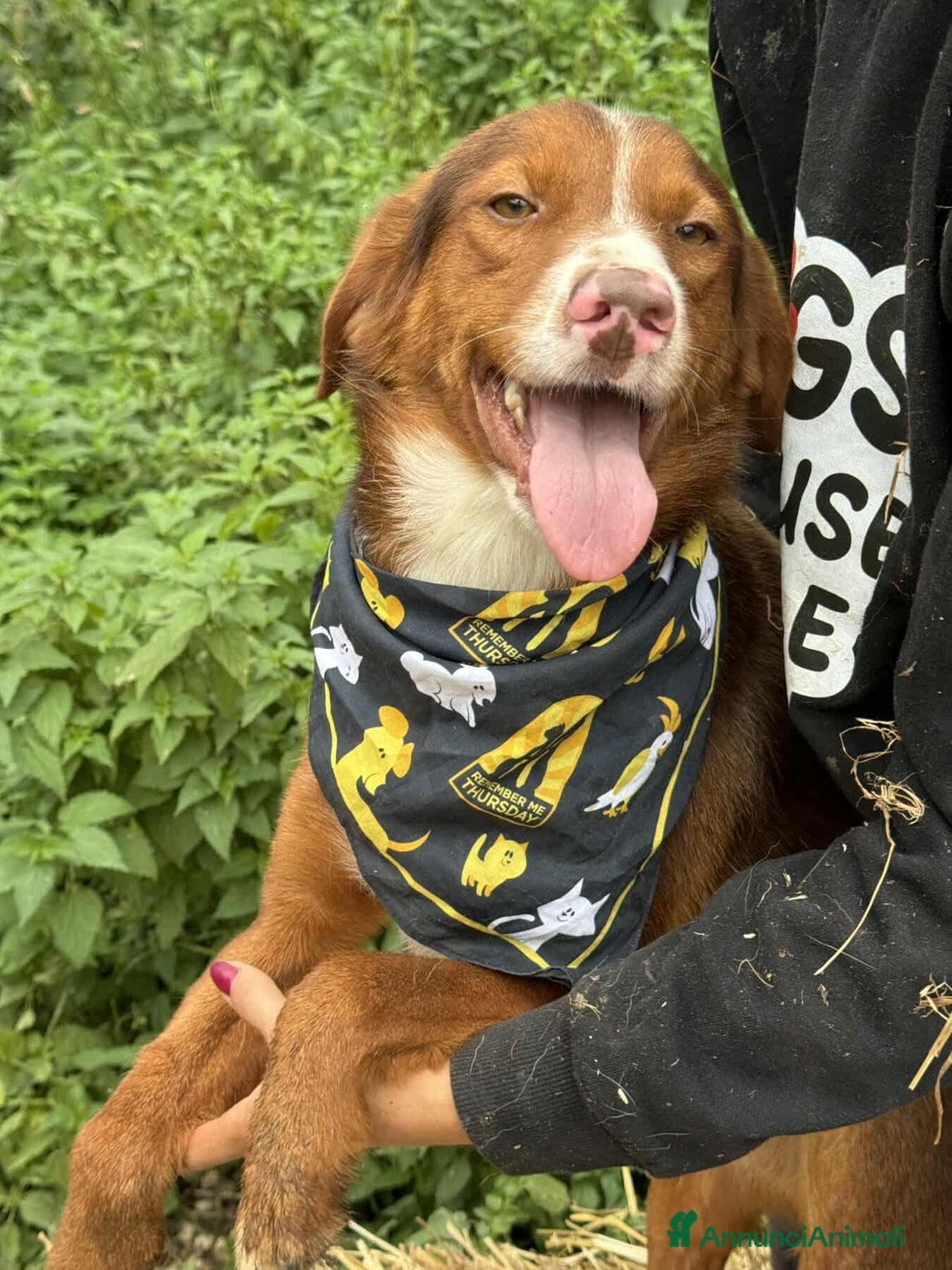 Meticcio cani in regalo: MUFFIN, il cucciolone più DOLCE! - Annuncio 6