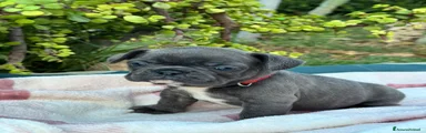 Bulldog Francese 5