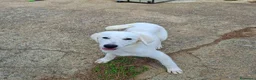 Meticcio cani in regalo: SCAMORZA 💙 UNA NUVOLA CON QUATTRO ZAMPE a Provincia di Piacenza - Annuncio 3