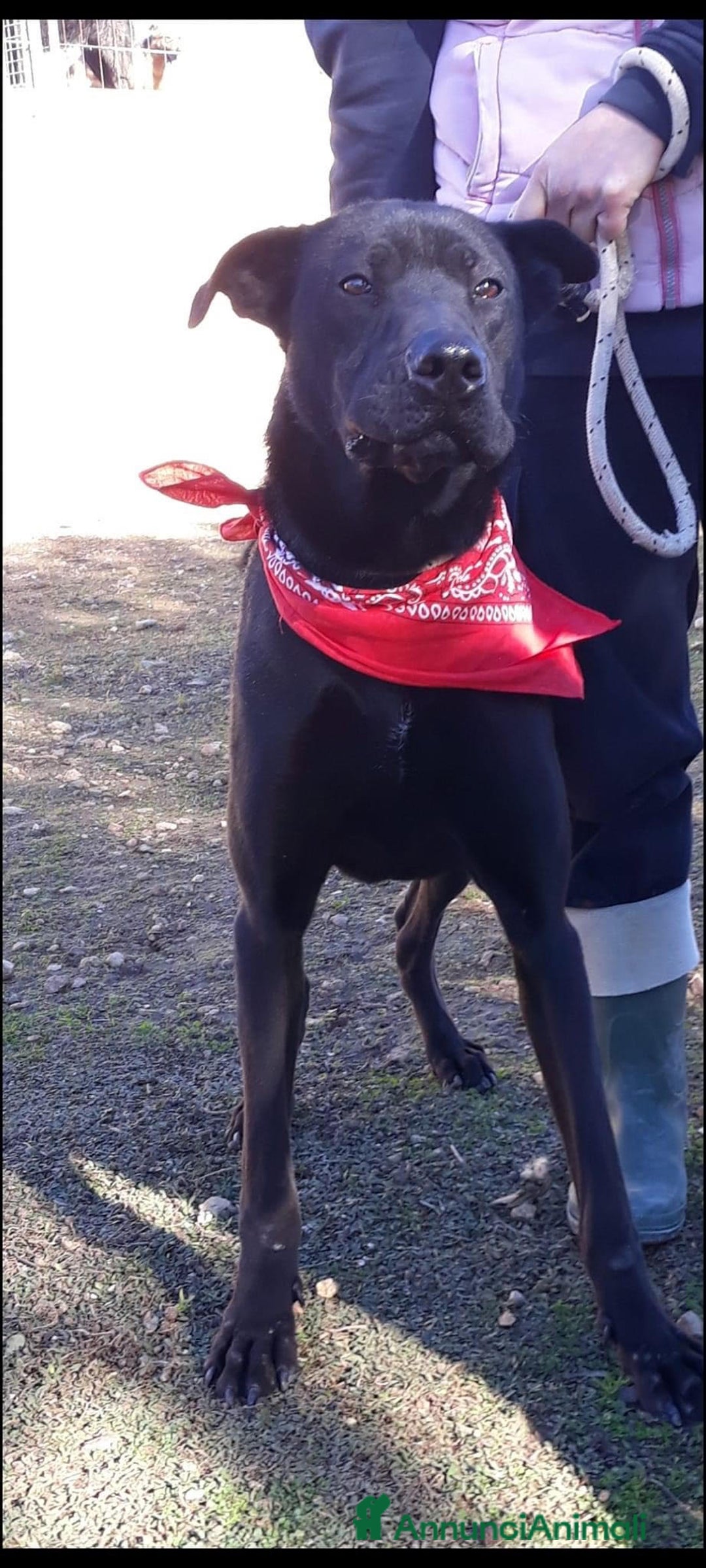 Meticcio cani in regalo: Kevin cagnolone grande e nero - Annuncio 2