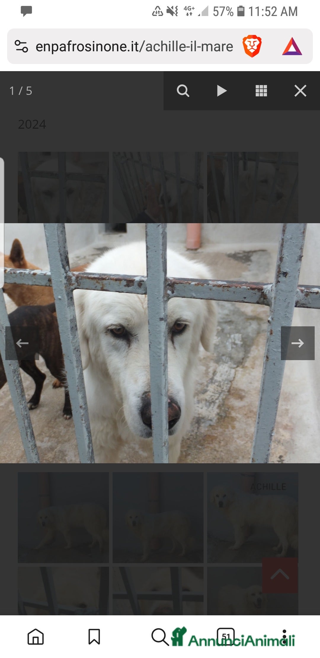 Meticcio cani in regalo: ACHILLE , BELLO SOLENNE E BUONO - Annuncio 2