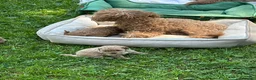 Barboncino cani in vendita: Barboncini stupendi 🧸🥰😍 - Annuncio 10