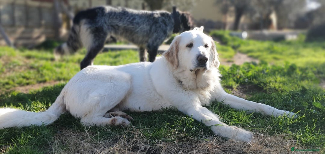 Pastore Maremmano cani in regalo: Thor fiero e maestoso maremmano a Città metropolitana di Roma Capitale - Immagine 1