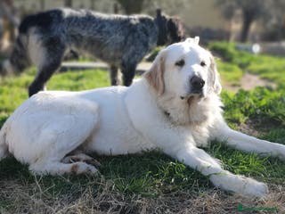 Pastore Maremmano cani Thor fiero e maestoso maremmano a Città metropolitana di Roma Capitale - Annuncio 27