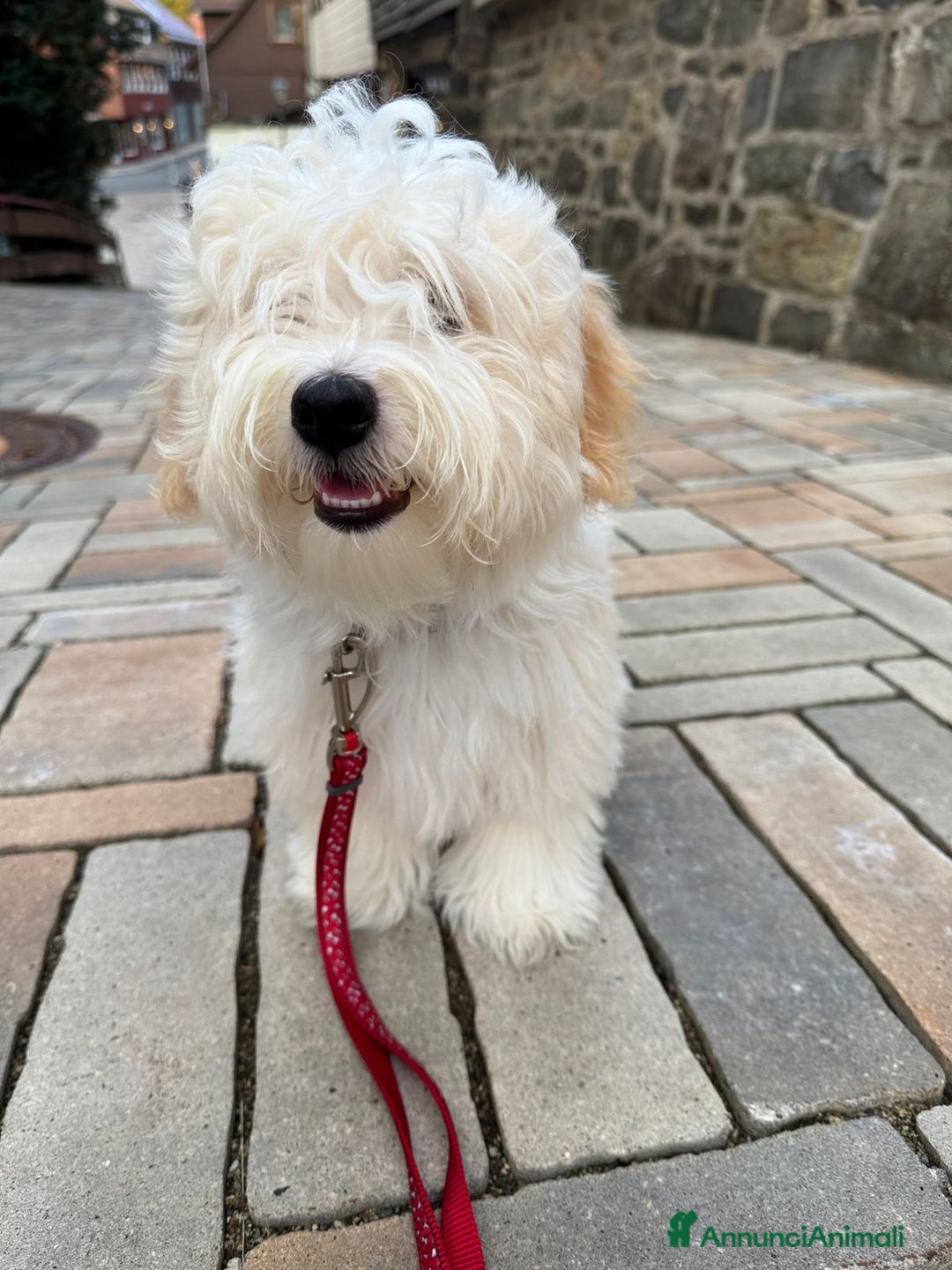 Bichon cani in vendita: Bichon havanese. 2Cuccioli in vendita - Annuncio 3